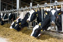 Автоматический мониторинг пережевывания корма коровами становится новым направлением в цифровизации животноводства